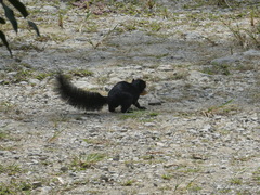Callosciurus prevostii pluto