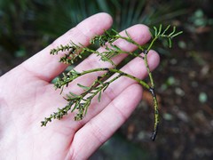 Prumnopitys taxifolia