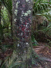 Prumnopitys taxifolia