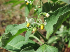 Solanum nigrum