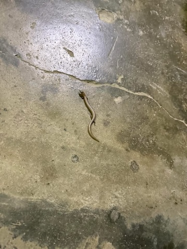 Burmese Writhing Skink