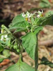Solanum nigrum