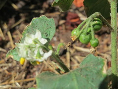 Solanum nigrum