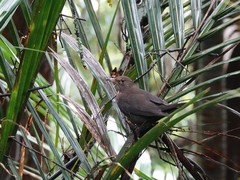 Turdus merula merula