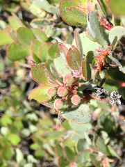 Arctostaphylos nissenana
