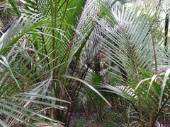 Turdus merula merula