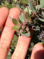 Arctostaphylos nissenana