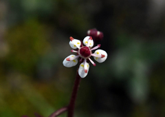 Micranthes odontoloma