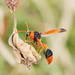 Orange-tailed Potter Wasp - Photo (c) Reiner Richter, some rights reserved (CC BY-NC-SA), uploaded by Reiner Richter