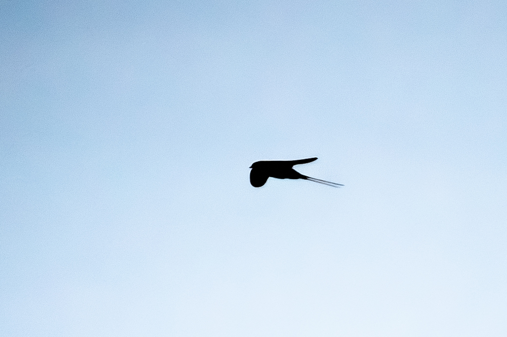 Blue Swallow (Hirundo atrocaerulea), photo 7