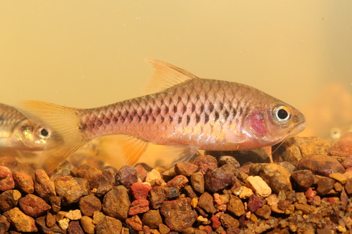 Chiumbe-barbeel (Enteromius chiumbeensis) — Cyprinidae