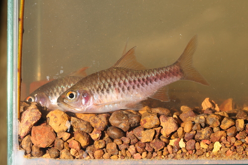 Chiumbe barb (Enteromius chiumbeensis) — Cyprinidae — 3