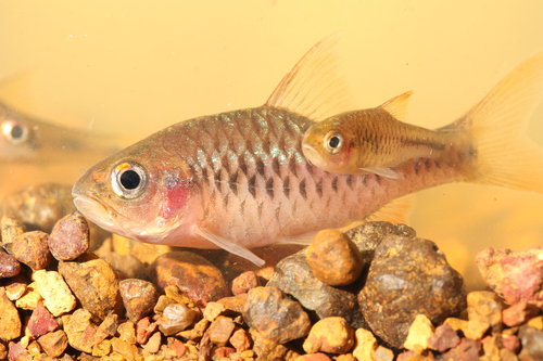 Chiumbe barb (Enteromius chiumbeensis) — Cyprinidae — 5