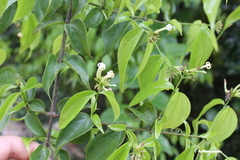 Strychnos panamensis