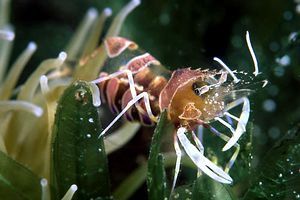 shrimp retainer