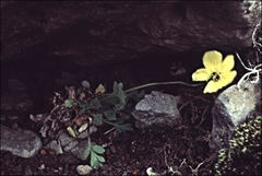 Papaver radicatum