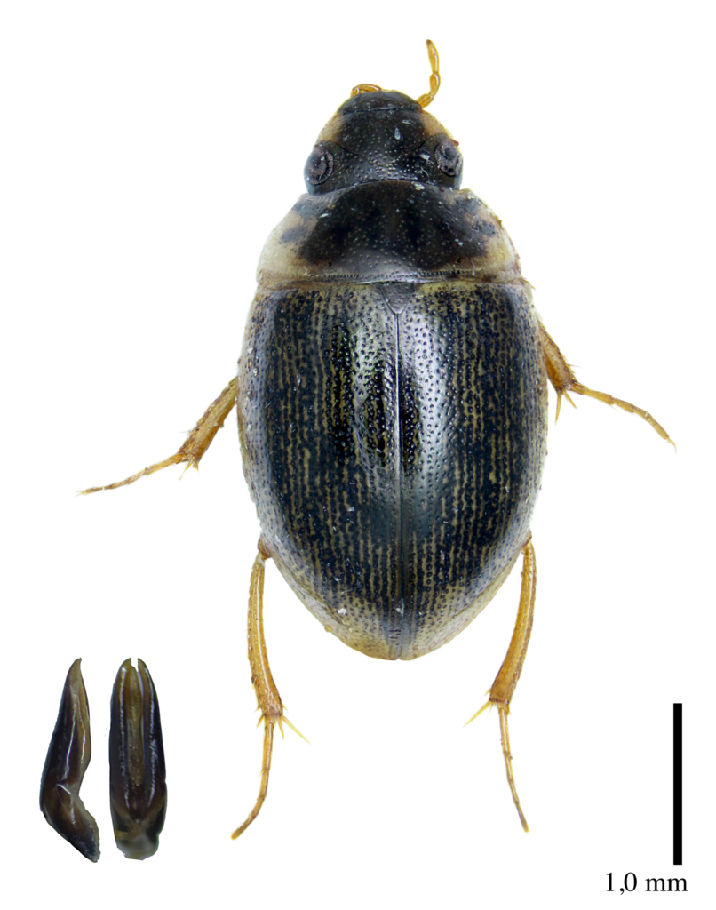 Laccobius syriacus