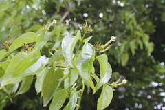 Strychnos panamensis