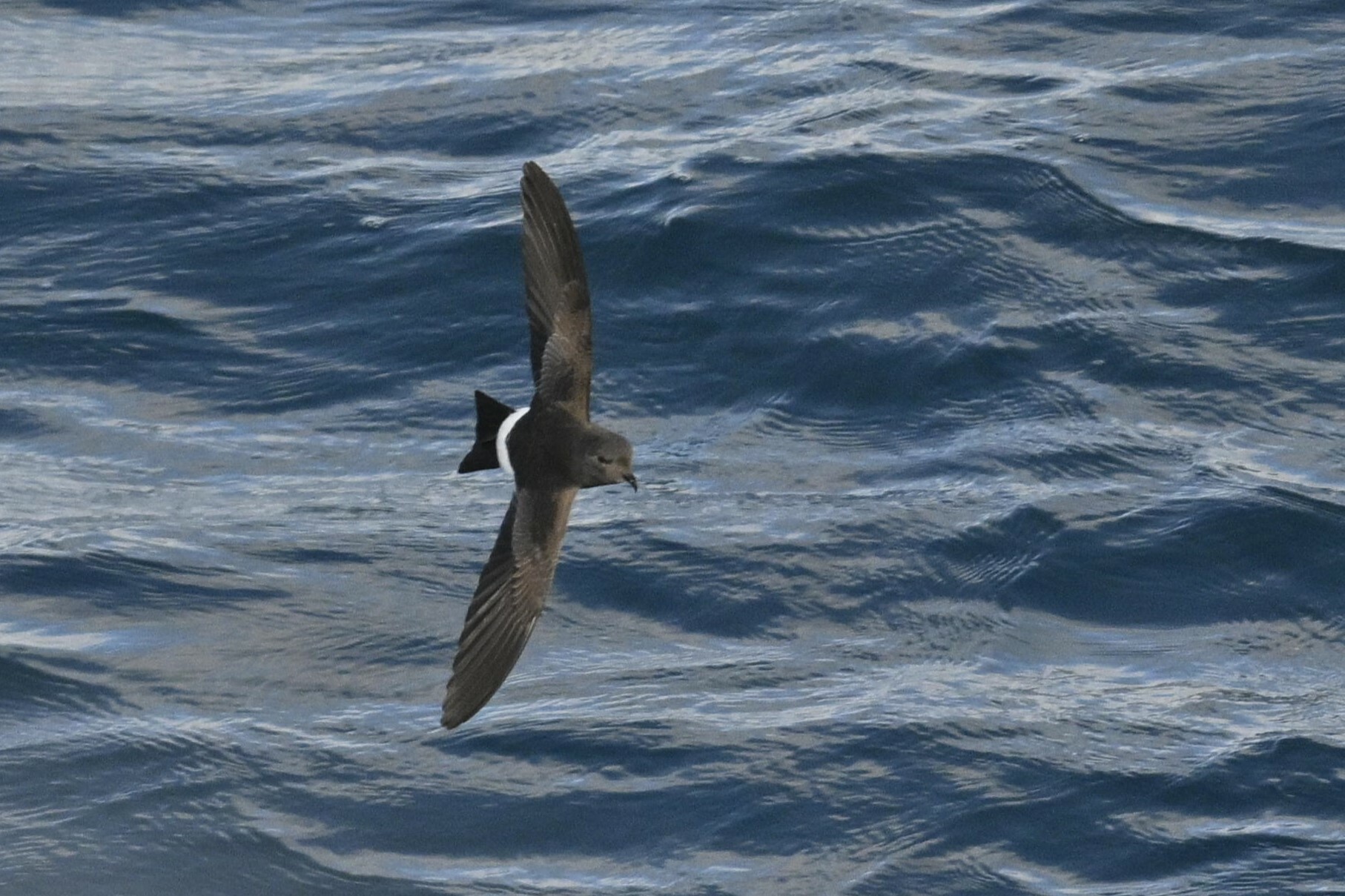 Black-bellied Storm-Petrel (Fregetta tropica)