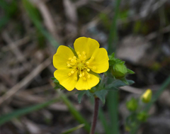 Potentilla breweri