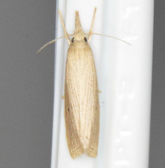 Diatraea
