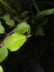 Trypetoptera punctulata