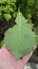 Quercus mongolica