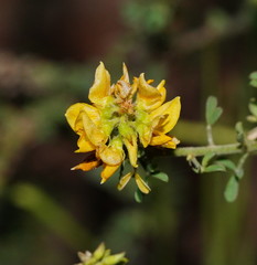 Crotalaria medicaginea