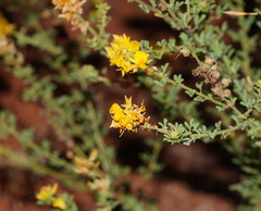 Crotalaria medicaginea