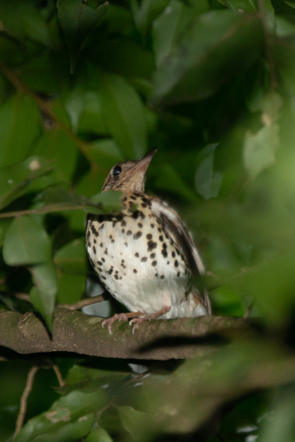 Spotted Ground Thrush (Geokichla guttata), photo 9