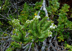 Veronica canterburiensis