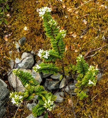 Veronica canterburiensis