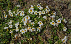 Euphrasia petriei