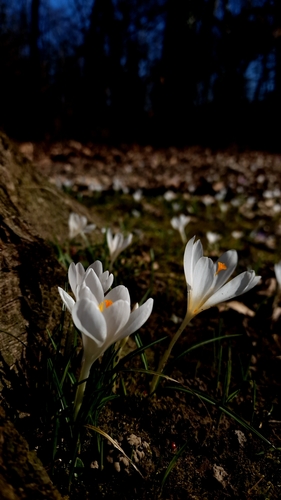Crocus plant photo (Crocus vernus)