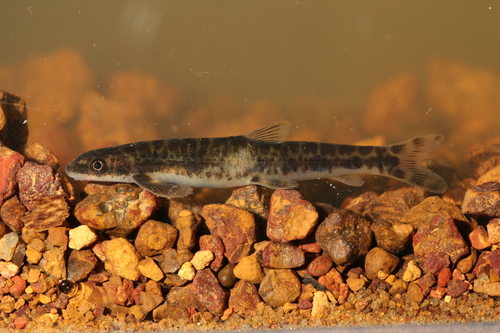 Kneria (Parakneria abbreviata) — Kneriidae — 3