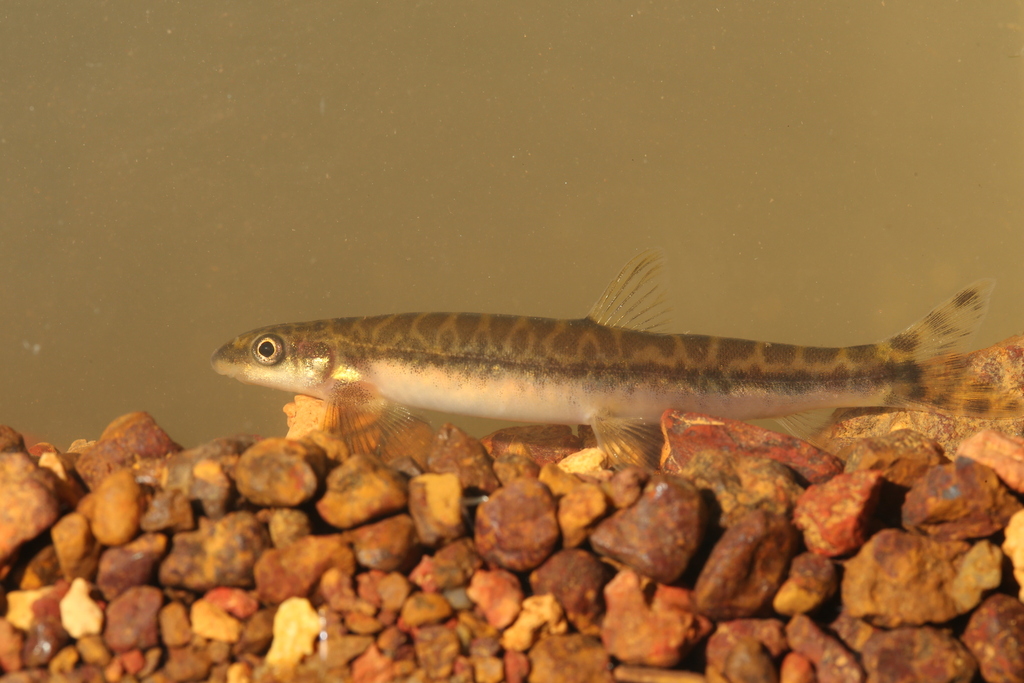Kneria (Parakneria abbreviata) — Kneriidae