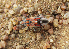 Haemobaphus concinnus