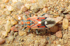 Haemobaphus concinnus