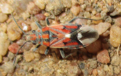 Haemobaphus concinnus