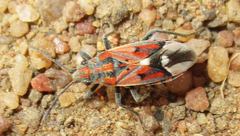 Haemobaphus concinnus