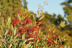 Grevillea decora