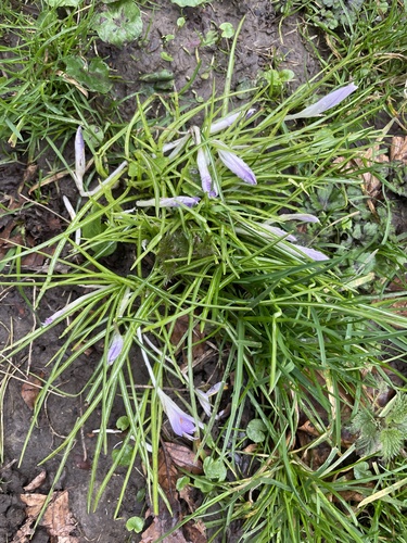 Crocus tommasinianus