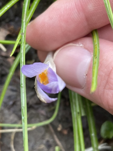 Crocus tommasinianus