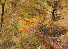 Grevillea pteridifolia