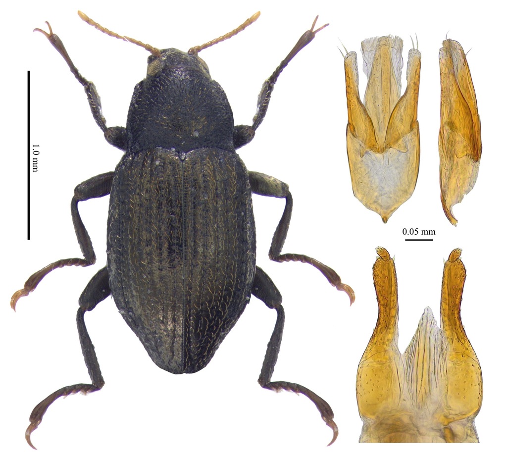 Riolus nitens