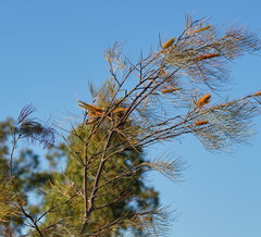 Grevillea pteridifolia