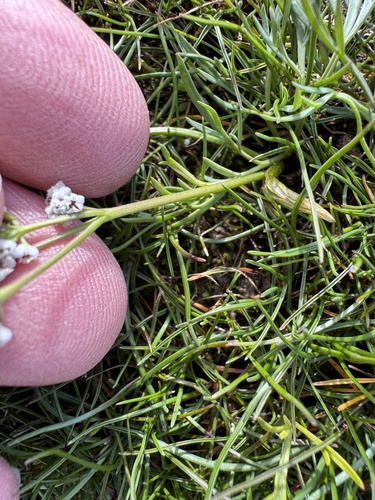 Image of Lomatium piperi by no rights reserved