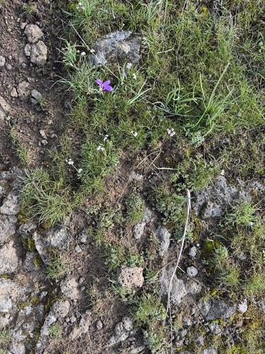 Image of Lomatium piperi by no rights reserved