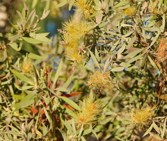 Melaleuca nervosa