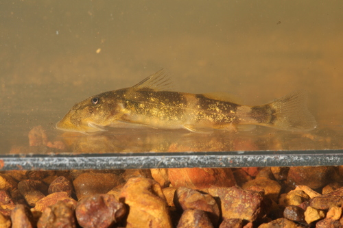 Cameroon suckermouth catfish (Chiloglanis cameronensis) — Mochokidae — 3